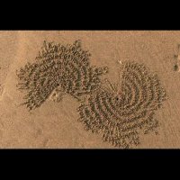 خرچنگ بابلر