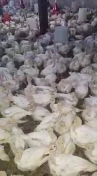 فروش جوجه  بلک استار و گلپایگانی و جوجه بوقلمون بیوتی6