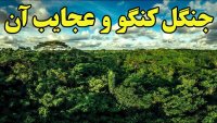 در جنگل کنگو دومین جنگل انبوه و بزرگ دنیا چه خبره؟