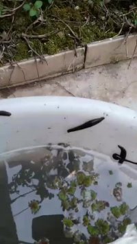 زالو درمانی