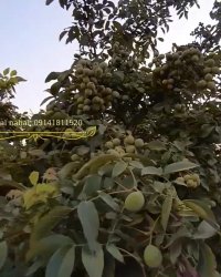 خرید و فروش نهال گردو ژنوتیپ برتر رویال 09141811520