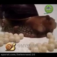 تخم گذارى حلزون