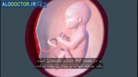 مراحل رشد جنین(قسمت هشتم)
