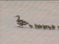 زندگی بر باد رفته