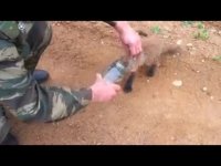 درخواست کمک روباه گرفتار از انسان