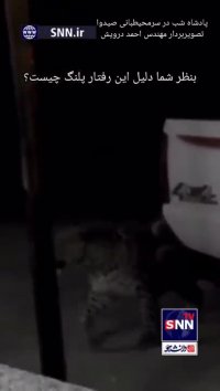 دمپایی محیط‌بان را پلنگ برد!