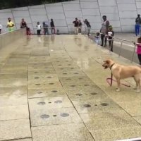 سگ باید بازی گوش باشه !