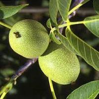 قیمت نهال گردو پدرو اصلاح شده  09123205271