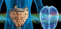 باکتری روده روی مغز تاثیر می گذارد