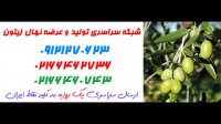 خرید عمده نهال زیتون 09121243597