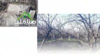 خرید باغ و باغچه در شهریار کد 1475