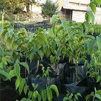 قیمت گردو چندلر اصلاح شده 09121270623