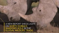 کره شمالی متهم به قاچاق عاج
