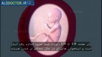 مراحل رشد جنین( قسمت پنجم)