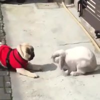 رقابتی هیجان انگیز بین سگ و خرگوش