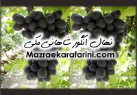 انگور سیاه مویز - انگور شاهانی مکی  - تهیه نهال 09915131382