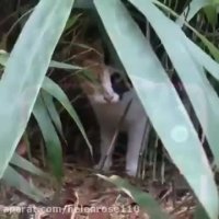 بازی گربه مظلوم در بى پناهى