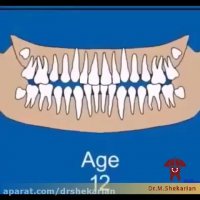 روند رویش دندان های شیری و دائمی در کودکان