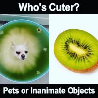 کدام بامزه تر است؟