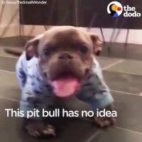 داستان جالب فرزندخواندگی "سگ پیت بول"