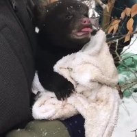 خرسه تازه به دنیا اومده داره میلرزه