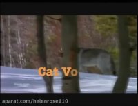 تمایل عجیب گرگ به گربه وحشى براى بازى