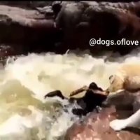 سگی ناجی سگ شد