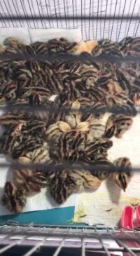 جوجه های بلدرچین تازه متولد شده