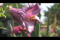 آهنگ آرامش بخش برای تمرین های مدیتیش