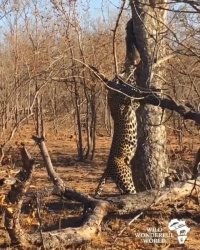 تلاش پلنگ برای بیرون آوردن لاشه شکار