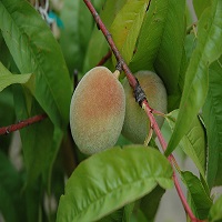 خرید نهال هلو شناسنامه دار 09120460327