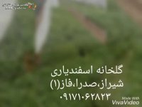 گلخانه تولید نشا اسفندیاری شیراز