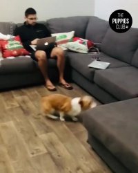 کلیپ خنده دار کوتاه سگ هایپر اکتیو