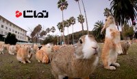 راز جزیره خرگوش