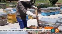 پرورش نژاد جدید زنبور عسل شهرستان گرگان ایران