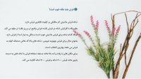 فرش چند شانه خوب است؟