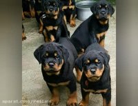 علاقه مندان به داشتن سگهای نگهبان