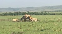 مستند شکار - حمله گروهی شیر ها به بوفالو