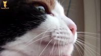 گربه های ملوس و ناز おかしい猫 - かわいい猫 - おもしろ猫動画