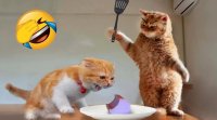 کلیپ خنده دار حیوانات خانگی ... سگ و گربه های بامزه #60