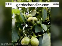 نهال گردو اسرائیلی مقاوم در برابر سرما | 09141832393