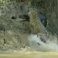 شکار تمساح توسط پلنگ جوان