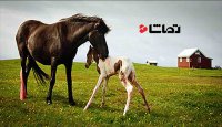 اولین تلاش برای سر پا ایستادن