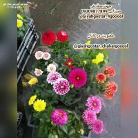 تولیدی گل و گیاه میرزایی در ساری