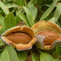 نهال بادام تونو خوشه ای 09350798050