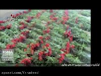 سرزمین لاله های واژگون