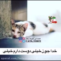 دل نوشته گربه به خدا