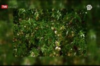 دکتر طاها عنبرا / متخصص جراحی عمومی