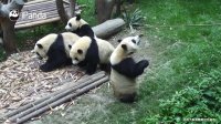 پاندای بامزه Time To Feed The Kid Panda | iPanda