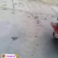 سگ نون خشکی در شیراز !